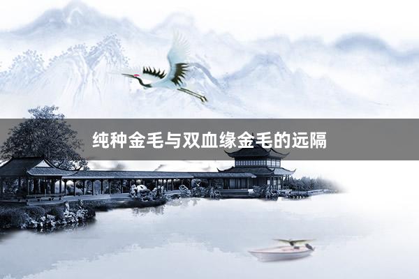 纯种金毛与双血缘金毛的远隔